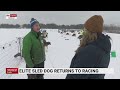 Elite sled dog returns to racing in the US after hit-and-run crash