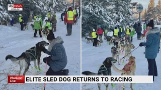 Elite sled dog returns to racing in the US after hit-and-run crash screenshot 4