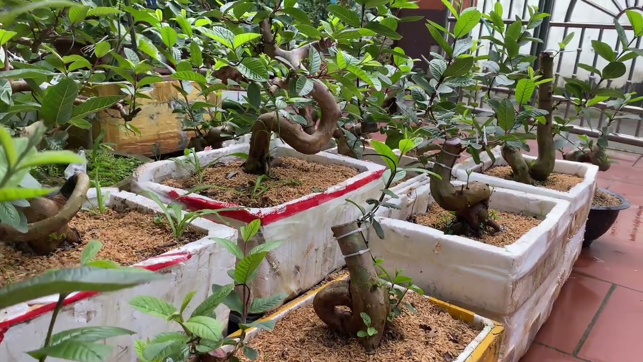 Tư Duy Tạo Tác Phẩm BonSai Đẹp!