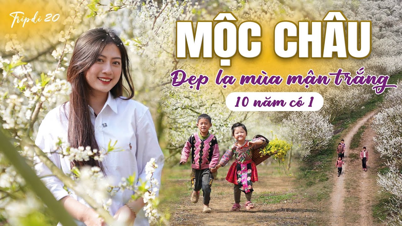 Đẹp lạ thiên đường hoa mận Mộc Châu 10 NĂM CÓ 1, chìm đắm quên lối về | Tripdi 20