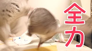 【チンチラ】愛する娘の安全を守るために体を張る父マロン