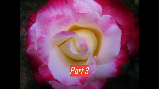 How to Prune a Hybrid Tea Rose - Part 3 by The Gardening Tutor-Mary Frost