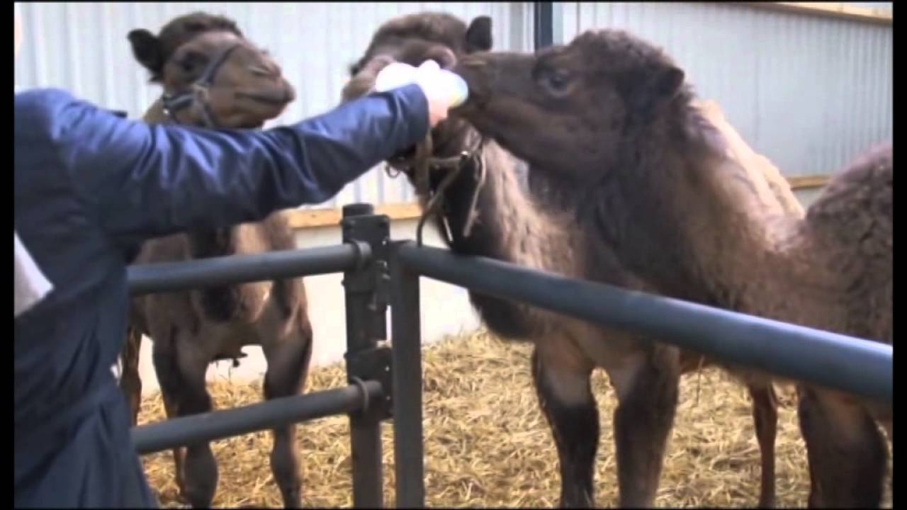 Hereri & Holland Qaybta 2aad