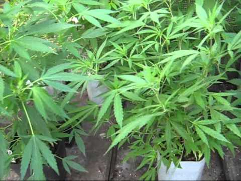 Cannabis breeding green house in Denmark - CLBA , ...