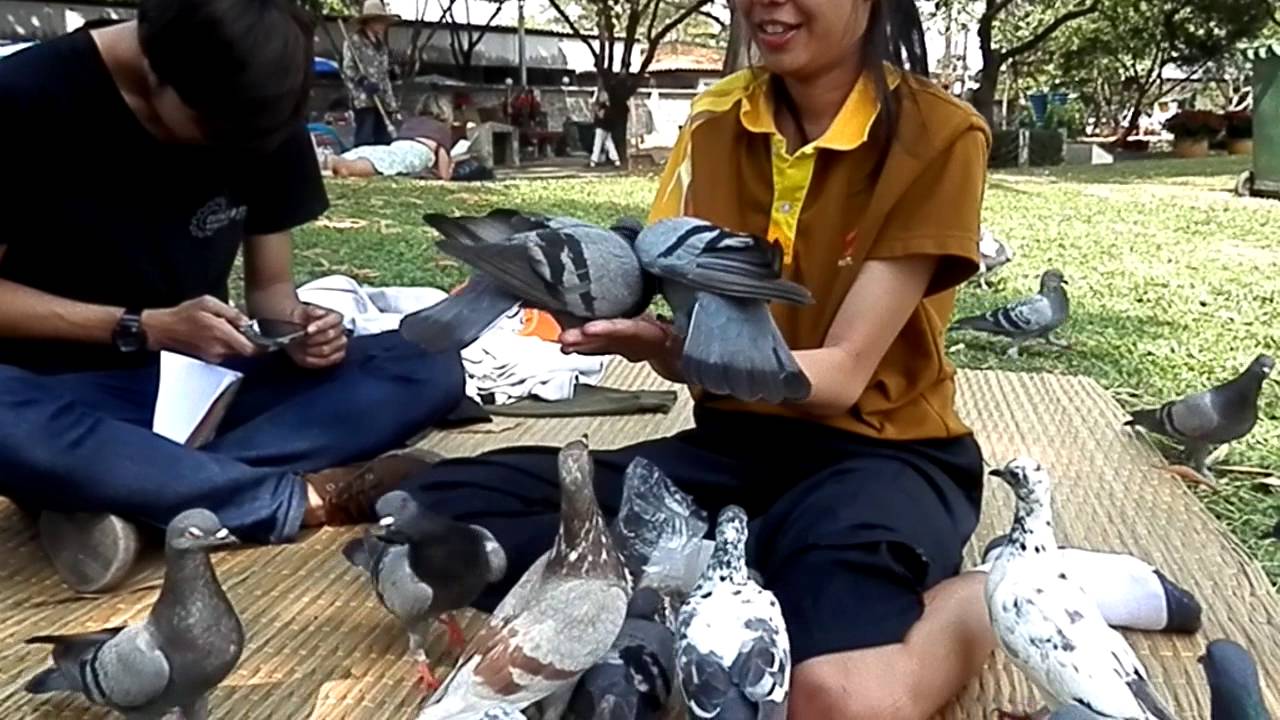 Don't Eat Pigeons Feed Pigeons!