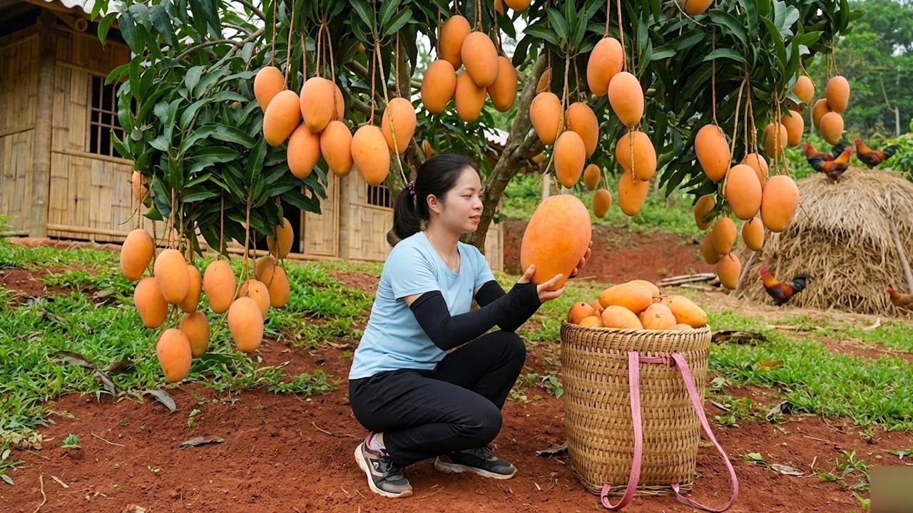 Harvest 1000+ Kg Of Long-Stemmed Papaya And Orange Mango Goes to market sell - Making Papaya Salad