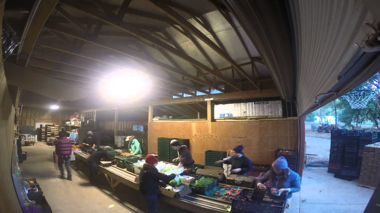 Mountain Bounty Farm CSA Box Pack YouTube