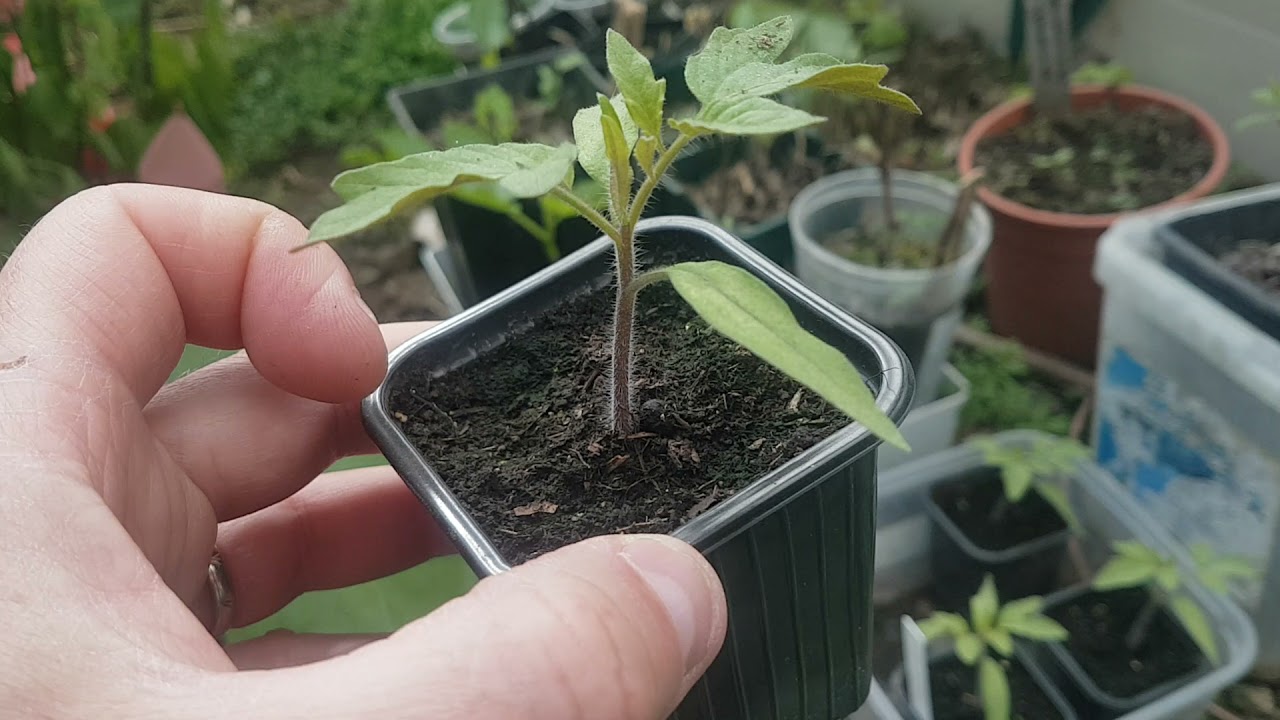 Résultat plants Aubergine greffés