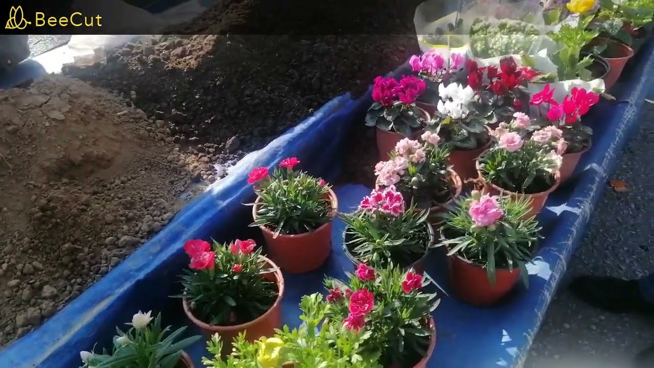 Bayraklı Pazarı 4.  Bölüm Çiçek Üreticisi