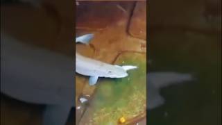 У каждого свои домашние питомцы. Как вам аквариум? #рыбалка #спиннинг #щука #судак #джиг #микроджиг
