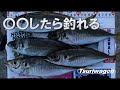 忠岡高場～堺【秘密の釣り方教えます】たまには釣り場をぶらり旅