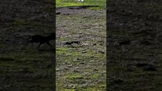 Stunning Chase Through the Green Fields! 🐾 #dogs #animals #wildlife #huntingdog #dogtraining #hound