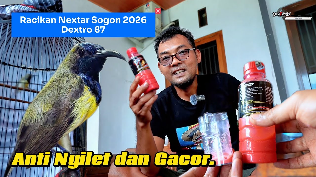 CEK KONDISI SOGON AGUERO(SETELAH PEMKAIAN RACIKAN DEXTRO 87).