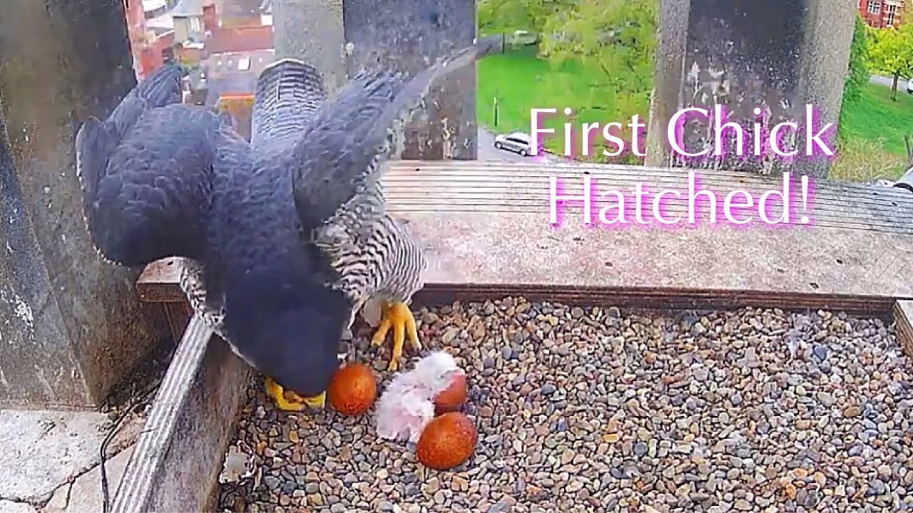 #6🦅🎉🐣🥚🥚🥚Worcester Cathedral🇬🇧Peregrine Falcon Nest 2025／Peter💗Peggy