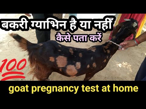 bakri pregnant hai ya nahi बकरी गाभिन है या नहीं कैसे पता करें gabhin bakri ki pehchan  प्रेग्नेंट