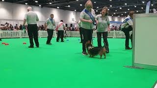 Lynn with Passi and Scentdogs UK by Aussie SCATC 16 views 4 years ago 33 seconds