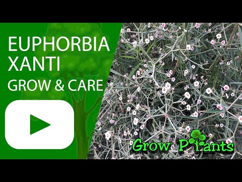 Euphorbia xanti - grow & care (Baja Spurge)
