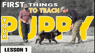First Things to Teach Your Puppy - COME and DOWN