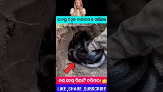 ଗାତ ଭିତରୁ ନାଗ ସାପ ବାହାରିଲେ ? Odia Stories Odia Shorts Story Odia Gopo #viral #ytshort #story #odia