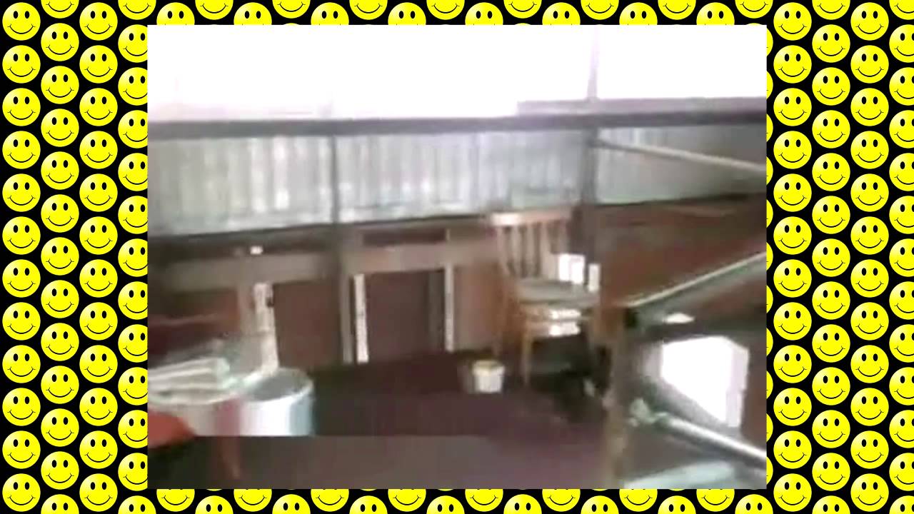 clever cat catches bird ловкий кот ловит птицу