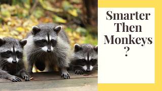 All About Raccoons: Intelligence, Mothering, & Behavior #wildlifefacts