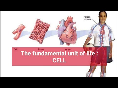 Class 9 Ch-5 The fundamental unit of life /  class 9 chapter 5 / class 9 fundamental unit of life /