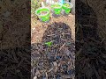 2026 #4 #moneysavingtips  #moneysavingidea #gardening #tomato #growyourownfood #homesteading