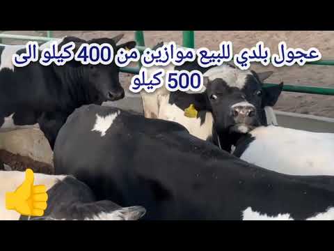 اسعار العجول بلدي اليوم للبيع موازين من 400ك إلى 500ك