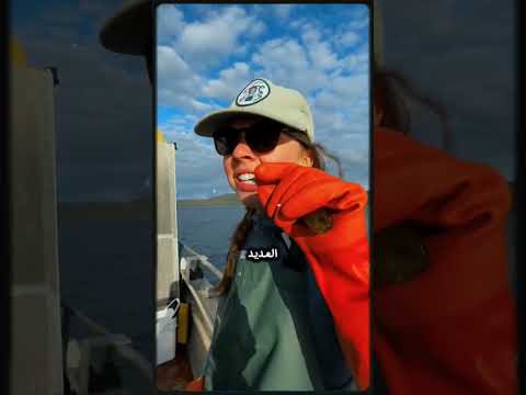 كافيار عشب البحر اغلی المأكولات البحرية في العالم