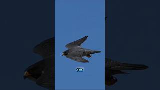 Falcon vs Eagle: The Sky Duel You Were Never Meant to See! #shorts