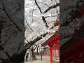 Sakura season in Japan