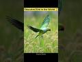 Educated Bird in the World 😱