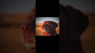 Blox Fruits Ostkingdom Of Roses Slowed