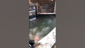 Thay thế Hệ thống lọc ,cho Hồ koi hơn 10m3 bằng hệ thống lọc tích hợp Drum .