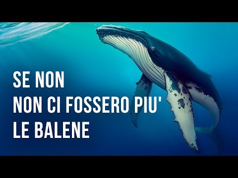 Video: Dory potrebbe davvero parlare di balena?