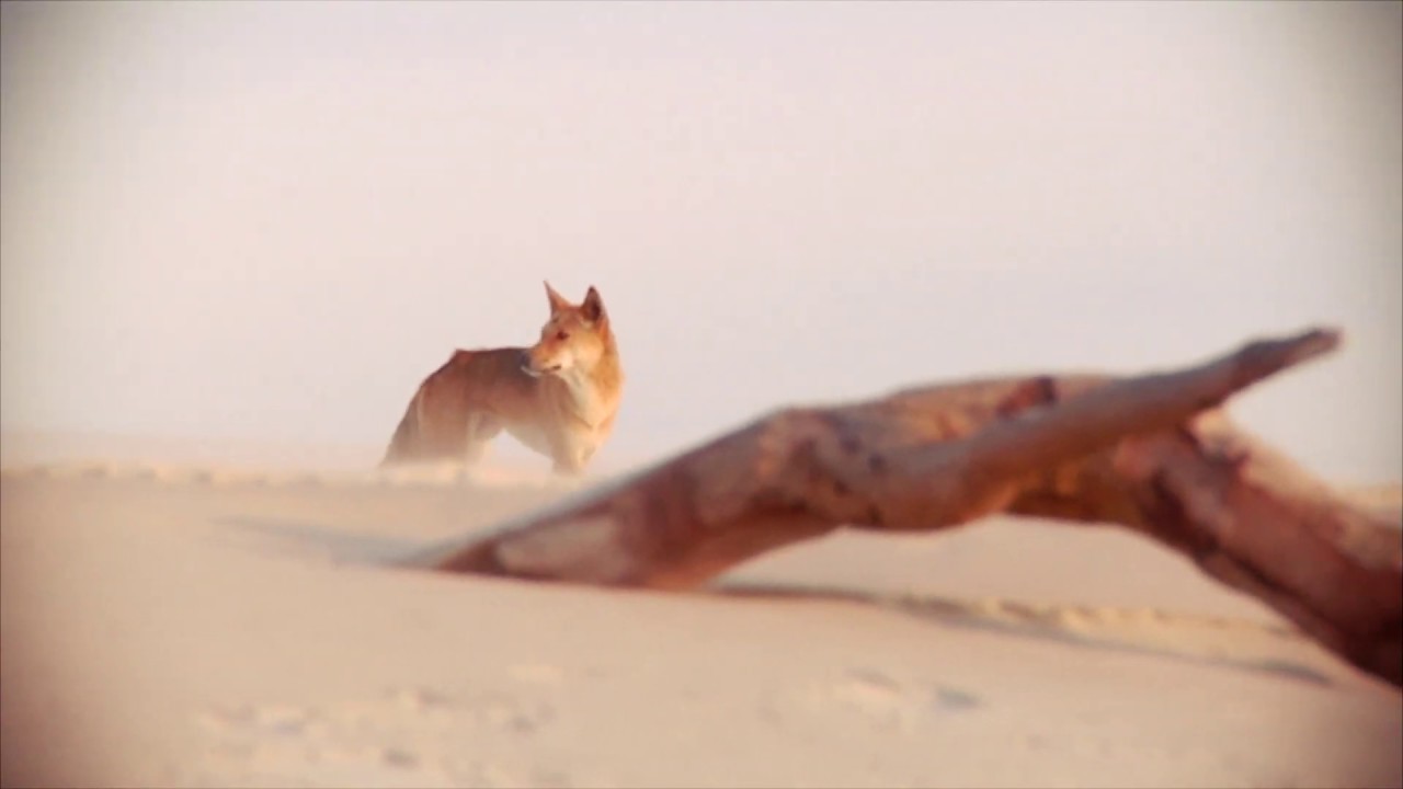 Fraser Coast  -  Good to Go