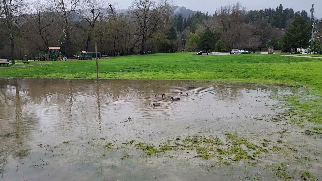 Ducks Weather the Storm at Felton Covered Bridge Park, Sunday, February 4, 2024