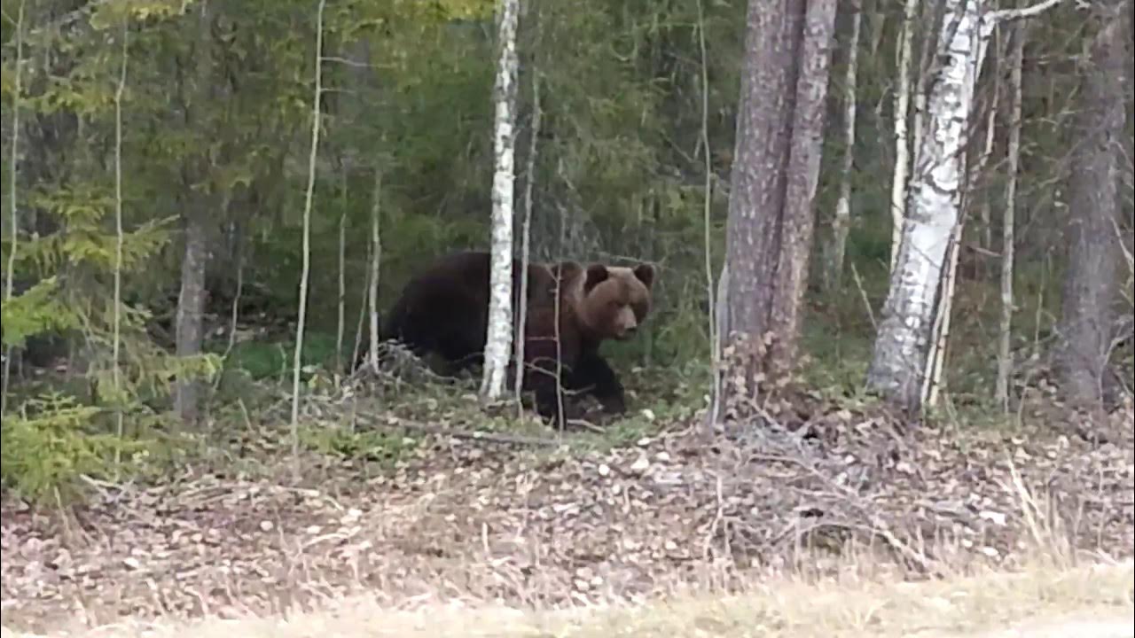 Медведь в лесу фото реальные