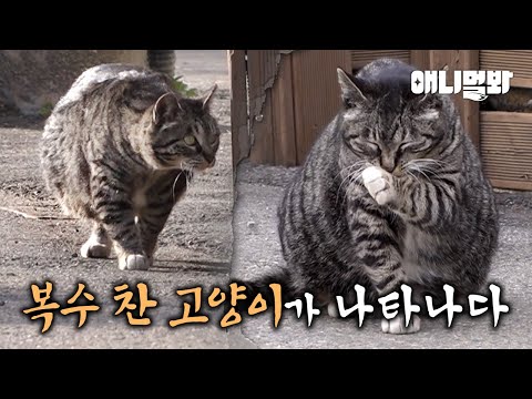 ㅣWhat <strong>We</strong> Found After Rescuing A <strong>Cat</strong> with Ascites