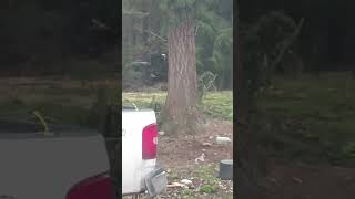 Forest management. This summer and fall are going to be a little less scary forest fire threat.