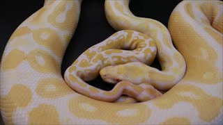 2016 Hold Back Snakes