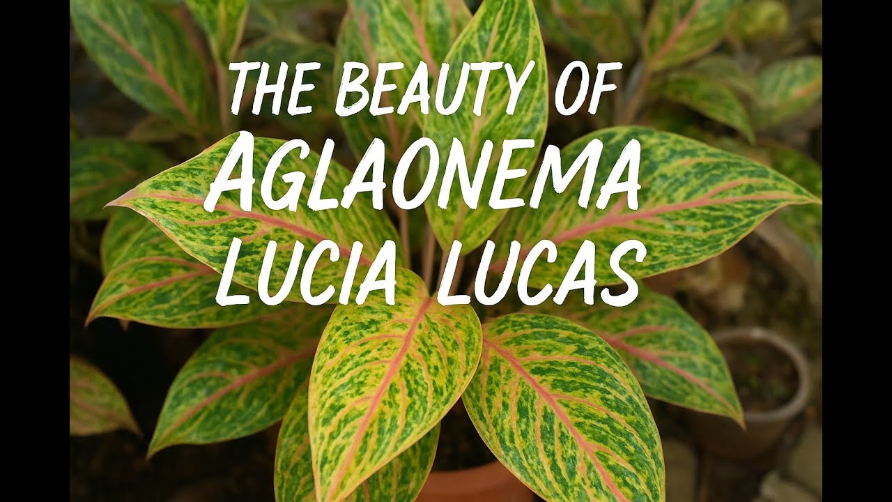 Silent Gardening Aesthetic — Propagating Aglaonema Plants in Morning Light | 15 Oktober 2025