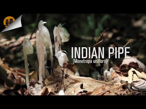 Indian Pipe [Monotropa uniflora]