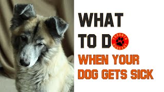 What to Do When Your Dog Gets Cancer & Dealing with Depression - Toronto Dogcast by The Toronto Dog Whisperer AKA - Dog Nerd 1,470 views 4 years ago 41 minutes