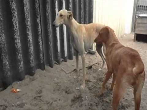 Galgo Atreyu