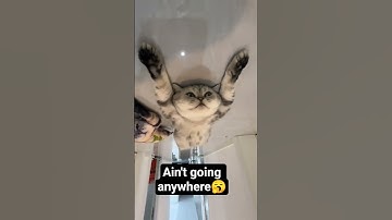 The Lazy cat #shorts #shortvideo #cat