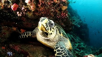 MantaWatch Internship Program 2015 - Video Diary - Week 3