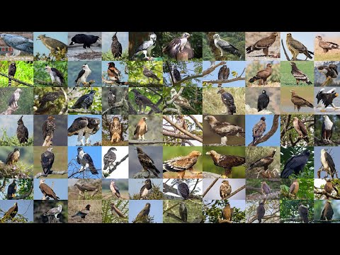 Video: Elang Filipina. Nama lain, deskripsi dengan foto dan habitat