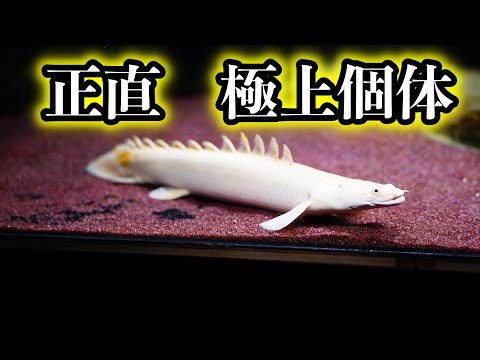 販売個体紹介 - YouTube
