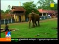 Elephant attackflv